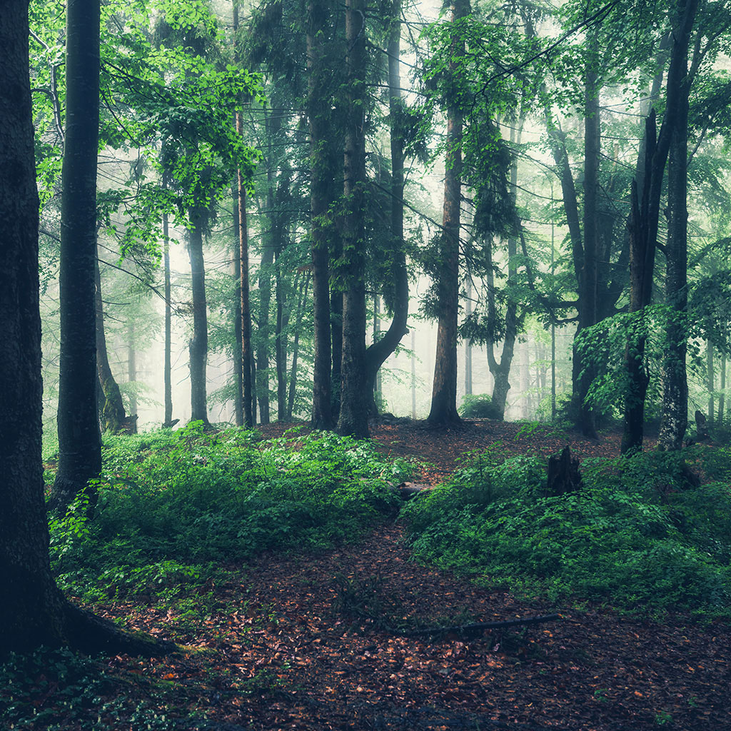 Caminho da Floresta (STILL)