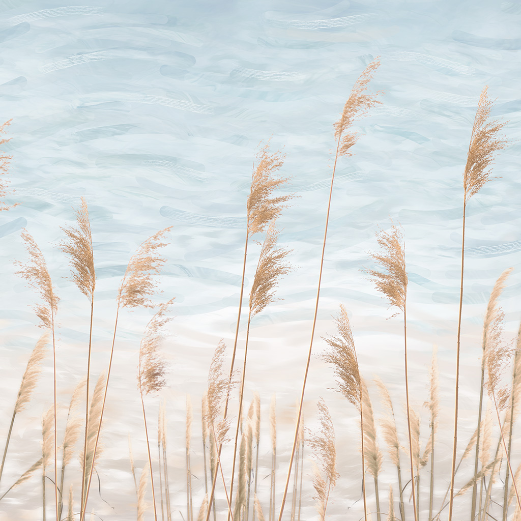 Capim dos Pampas (STILL)