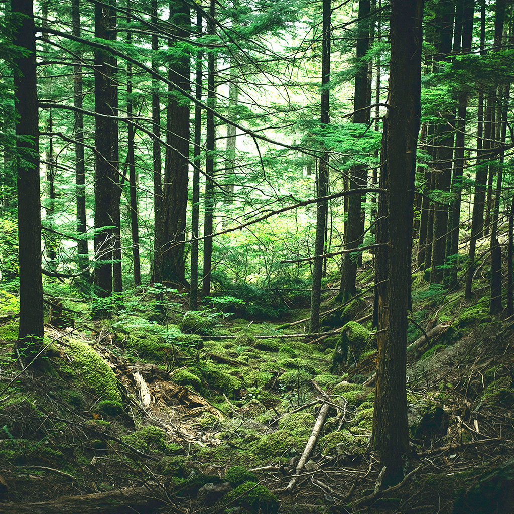 Floresta (STILL)